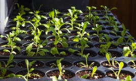 Молодые свежие саженцы в пластиковых баках, органических растущих овощах стоковое фото rf Молодые свежие саженцы в пластиковых баках, органических растущих овощах стоковое фото rf