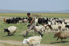 Монгольский человек рассчитывает заново овец перед резать шерсти для войлока, около Harhorin, Монголия Стоковое Фото Монгольский человек рассчитывает заново овец перед резать шерсти для войлока, около Harhorin, Монголия Стоковое Фото
