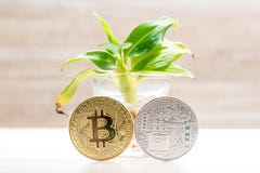 Монетка bitcoin золота и серебра помещенная под малым банановым деревом в стекле Символ cryptocurrencies стоковое фото Монетка bitcoin золота и серебра помещенная под малым банановым деревом в стекле Символ cryptocurrencies стоковое фото