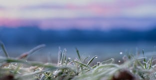 Морозная деталь травы с росой утра стоковые фото Морозная деталь травы с росой утра стоковые фото