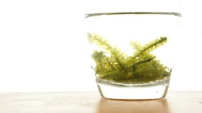 Морская водоросль виноградины моря, uni budou японская еда морской водоросли океана больш стоковые изображения Морская водоросль виноградины моря, uni budou японская еда морской водоросли океана больш стоковые изображения