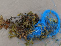 Морская водоросль и голубая веревочка стоковое фото Морская водоросль и голубая веревочка стоковое фото