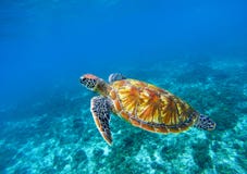 Морская черепаха в голубом крупном плане океана Зеленый крупный план морской черепахи Вымирающие виды тропического кораллового ри стоковое фото Морская черепаха в голубом крупном плане океана Зеленый крупный план морской черепахи Вымирающие виды тропического кораллового ри стоковое фото