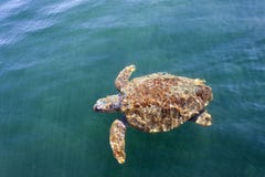Морская черепаха морской черепахи в море стоковая фотография Морская черепаха морской черепахи в море стоковая фотография