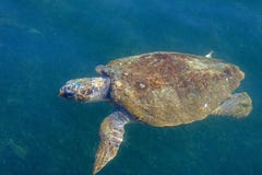 Морская черепаха морской черепахи в море стоковое изображение Морская черепаха морской черепахи в море стоковое изображение