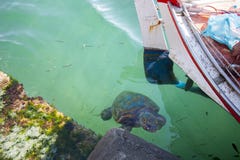 Морская черепаха морской черепахи в море стоковые изображения Морская черепаха морской черепахи в море стоковые изображения