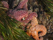 Морские звезды охры в бассейне прилива с морской водорослью стоковые фотографии rf Морские звезды охры в бассейне прилива с морской водорослью стоковые фотографии rf