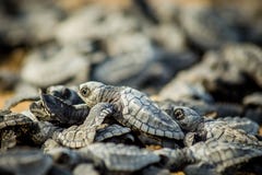 Морские черепахи младенца борются для выживания после насиживать в Ме стоковое фото rf Морские черепахи младенца борются для выживания после насиживать в Ме стоковое фото rf
