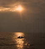 Морской свинья гавани против солнечного света стоковые фотографии rf Морской свинья гавани против солнечного света стоковые фотографии rf