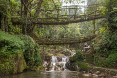 Мост корней известной двойной палуба живущий около деревни Nongriat, Cherrapunjee, Meghalaya, Индии стоковые фотографии rf Мост корней известной двойной палуба живущий около деревни Nongriat, Cherrapunjee, Meghalaya, Индии стоковые фотографии rf