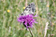 Мраморизованное белое galathea Melanargia бабочки на большем scabiosa василёка цветка Knapweed стоковые фото Мраморизованное белое galathea Melanargia бабочки на большем scabiosa василёка цветка Knapweed стоковые фото