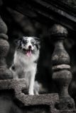 Мраморная изощренная Коллиа границы сидя на каменной лестнице стоковая фотография rf Мраморная изощренная Коллиа границы сидя на каменной лестнице стоковая фотография rf