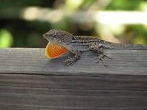 Мужская ящерица Брайна Anole с подгрудком стоковые изображения Мужская ящерица Брайна Anole с подгрудком стоковые изображения