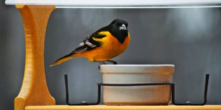 Мужской Балтимор Oriole в разводить оперение посещает фидер птицы в Минесоте стоковые изображения Мужской Балтимор Oriole в разводить оперение посещает фидер птицы в Минесоте стоковые изображения
