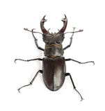 Мужской жук рогача, cervus Lucanus против белой предпосылки Стоковые Фотографии RF Мужской жук рогача, cervus Lucanus против белой предпосылки Стоковые Фотографии RF