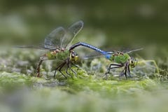 Мужской зеленый более Darner dragonfly сжимая женщину за ее головой Стоковые Фотографии RF Мужской зеленый более Darner dragonfly сжимая женщину за ее головой Стоковые Фотографии RF