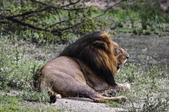 Мужской лев отдыхая на национальном парке Kruger стоковое изображение Мужской лев отдыхая на национальном парке Kruger стоковое изображение