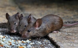 Мыши подавая в саде дома стоковое фото rf Мыши подавая в саде дома стоковое фото rf