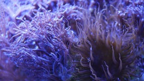 Мягкие кораллы в аквариуме Кораллы крупного плана Anthelia и Euphyllia в чистом открытом море морская подводная жизнь Фиолет видеоматериал Мягкие кораллы в аквариуме Кораллы крупного плана Anthelia и Euphyllia в чистом открытом море морская подводная жизнь Фиолет видеоматериал