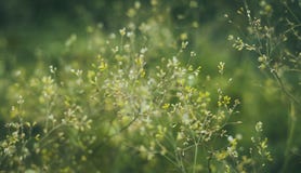 Мягкий пастельный зеленый цветистый фон bokeh стоковое фото Мягкий пастельный зеленый цветистый фон bokeh стоковое фото