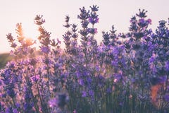 Мягкий фокус лаванды цветет под светом восхода солнца стоковое фото Мягкий фокус лаванды цветет под светом восхода солнца стоковое фото