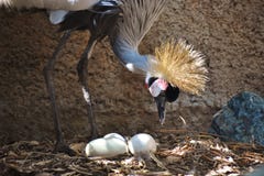 На восток кран увенчанный африканцем с 3 Unhatched яичками стоковая фотография rf На восток кран увенчанный африканцем с 3 Unhatched яичками стоковая фотография rf