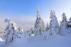 На морозный красивый день среди высоких гор волшебные деревья покрытые с белым пушистым снегом против ландшафта зимы стоковая фотография rf На морозный красивый день среди высоких гор волшебные деревья покрытые с белым пушистым снегом против ландшафта зимы стоковая фотография rf
