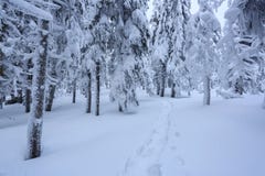 На морозный красивый день среди гор волшебные деревья покрытые с белым пушистым снегом против ландшафта idyllicl стоковое изображение rf На морозный красивый день среди гор волшебные деревья покрытые с белым пушистым снегом против ландшафта idyllicl стоковое изображение rf