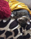 Наблюданный зеленым цветом мужской кот Tabby стоковые фото Наблюданный зеленым цветом мужской кот Tabby стоковые фото