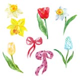 Набор цветков весны акварели рука покрасила тюльпаны, narcissus и muscari, изолированные на белой предпосылке стоковое изображение rf Набор цветков весны акварели рука покрасила тюльпаны, narcissus и muscari, изолированные на белой предпосылке стоковое изображение rf