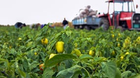 Наемные сельскохозяйственные рабочие жать желтый болгарский перец Стоковые Изображения Наемные сельскохозяйственные рабочие жать желтый болгарский перец Стоковые Изображения