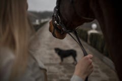назад девушки с пребыванием лошади на мосте с собакой Лес на предпосылке стоковое фото назад девушки с пребыванием лошади на мосте с собакой Лес на предпосылке стоковое фото