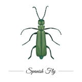 Нарисованная рука вектора покрасила тропическую зеленую испанскую муху изолированный на белой предпосылке r иллюстрация штока Нарисованная рука вектора покрасила тропическую зеленую испанскую муху изолированный на белой предпосылке r иллюстрация штока