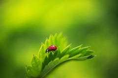 Насекомое Ladybug идя на свежие зеленые листья в поле сельской местности, красивом весеннем дне стоковые изображения rf Насекомое Ladybug идя на свежие зеленые листья в поле сельской местности, красивом весеннем дне стоковые изображения rf
