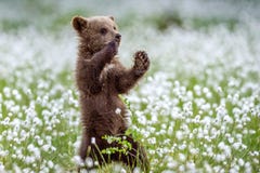 Научное имя: Arctos Ursus Естественная предпосылка стоковое фото rf Научное имя: Arctos Ursus Естественная предпосылка стоковое фото rf