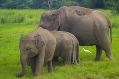 Национальный парк азиатского одичалого minneriya Eliphant - Шри-Ланка стоковое изображение Национальный парк азиатского одичалого minneriya Eliphant - Шри-Ланка стоковое изображение