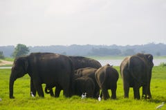 Национальный парк азиатского одичалого minneriya Eliphant - Шри-Ланка стоковые изображения rf Национальный парк азиатского одичалого minneriya Eliphant - Шри-Ланка стоковые изображения rf