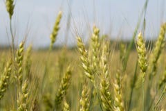 Не довольно зрелый конец-вверх рож стоковое фото Не довольно зрелый конец-вверх рож стоковое фото