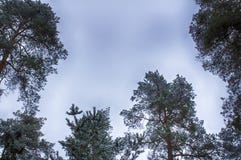 Небо зимы, верхние части дерева, рамка Снежк-покрытые ветви стоковое изображение Небо зимы, верхние части дерева, рамка Снежк-покрытые ветви стоковое изображение