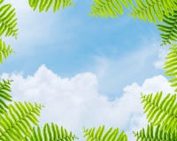 Небо крупного плана красивое голубое в центре рамки зелеными листьями папоротника изолированными на белой предпосылке Стоковые Изображения Небо крупного плана красивое голубое в центре рамки зелеными листьями папоротника изолированными на белой предпосылке Стоковые Изображения