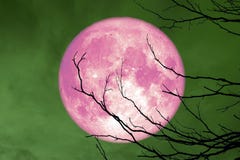 небо польностью розового дерева ветви силуэта задней части луны сухого красочное бесплатная иллюстрация небо польностью розового дерева ветви силуэта задней части луны сухого красочное бесплатная иллюстрация