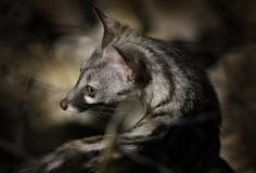 Небольш-запятнанное genet, g genetta, в темном лесе, Etosha NP, Намибия, Африка Природа ночи, портрет детали красивого животного стоковые изображения rf Небольш-запятнанное genet, g genetta, в темном лесе, Etosha NP, Намибия, Африка Природа ночи, портрет детали красивого животного стоковые изображения rf