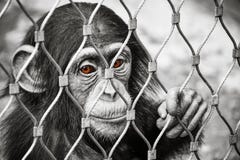 Небольшая грустная обезьяна шимпанзе младенца с коричневыми глазами стоковые фотографии rf Небольшая грустная обезьяна шимпанзе младенца с коричневыми глазами стоковые фотографии rf