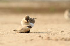 Небольшое Pratincole размножение стоковое изображение Небольшое Pratincole размножение стоковое изображение