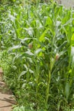 Небольшое кукурузное поле с подшипником стоковое фото Небольшое кукурузное поле с подшипником стоковое фото