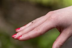 Небольшое тикание на человеческом пальце, опасность укуса тикания стоковые изображения rf Небольшое тикание на человеческом пальце, опасность укуса тикания стоковые изображения rf