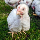 Небольшой белый цыпленок, бройлер породы мяса чехословакский, конец-вверх стоковые изображения rf Небольшой белый цыпленок, бройлер породы мяса чехословакский, конец-вверх стоковые изображения rf