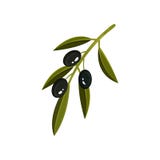 Небольшой зеленый sprig с 3 черными оливками и листьями Натуральные продукты Здоровый и вкусный продукт Плоский значок вектора иллюстрация вектора Небольшой зеленый sprig с 3 черными оливками и листьями Натуральные продукты Здоровый и вкусный продукт Плоский значок вектора иллюстрация вектора