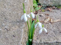 Нежные snowdrops сделали их путь через бетон к весне стоковая фотография rf Нежные snowdrops сделали их путь через бетон к весне стоковая фотография rf