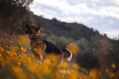 Немецкая овчарка играя на поле желтых цветков и оливковых дерев стоковое изображение Немецкая овчарка играя на поле желтых цветков и оливковых дерев стоковое изображение